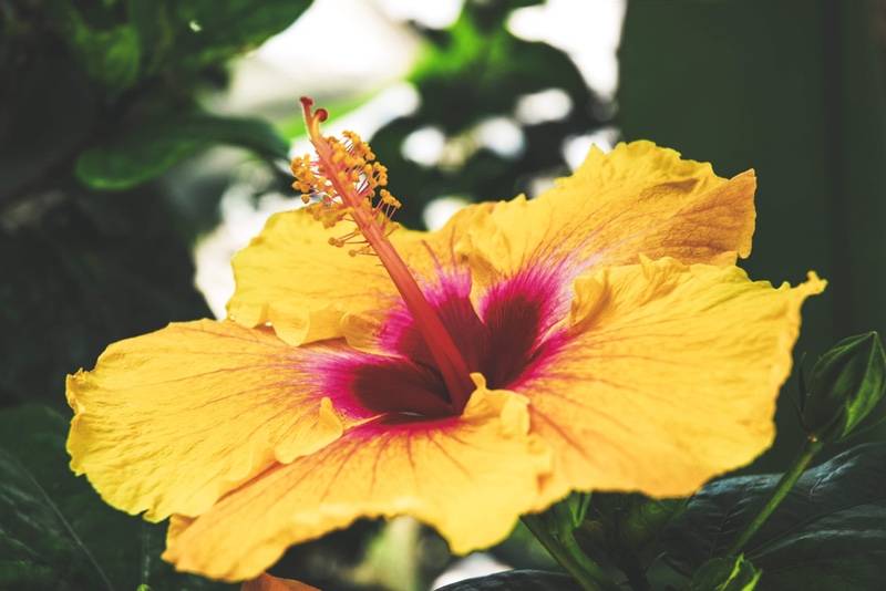 Hawaii native deals flowers