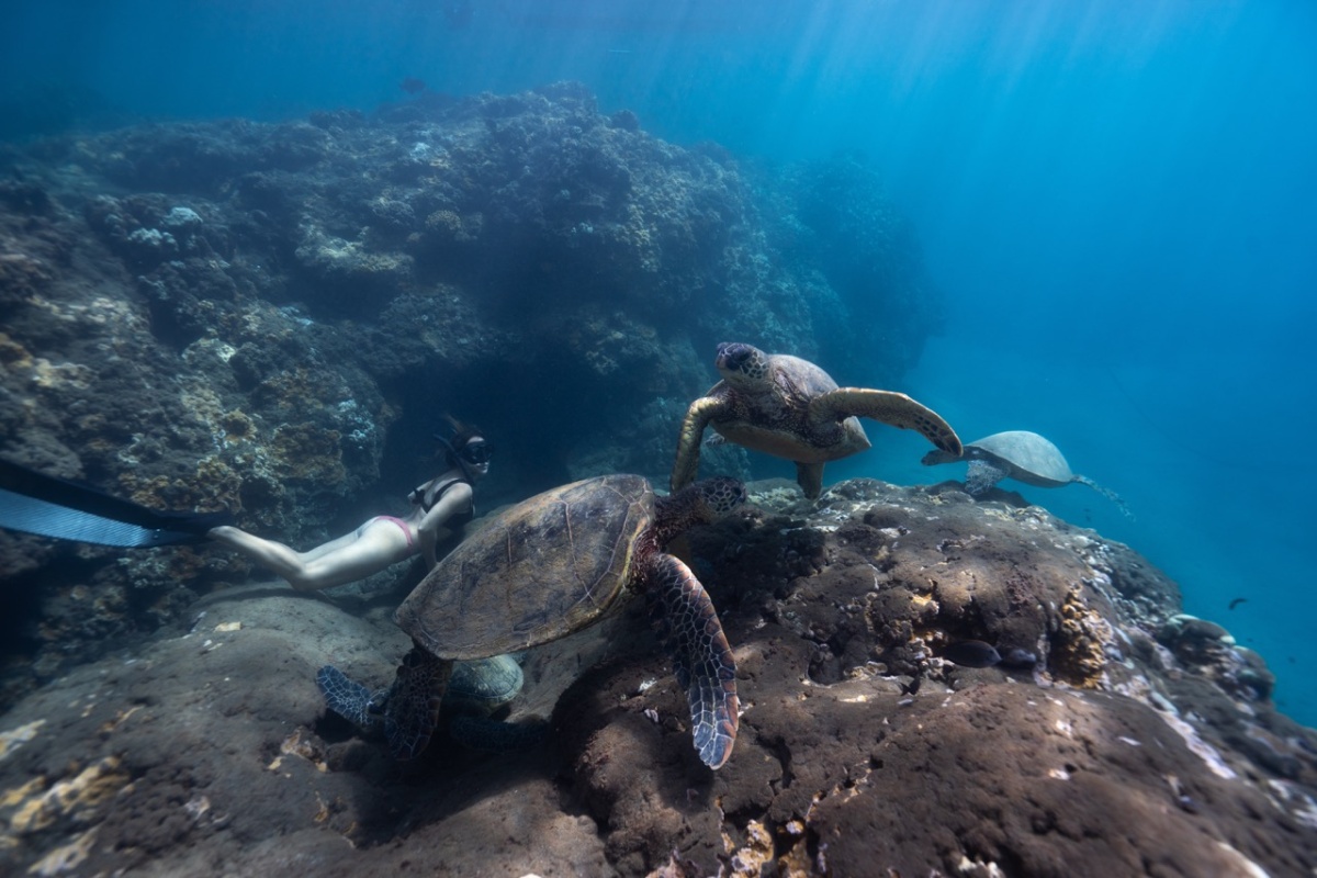 Snorkeling Turtle Town