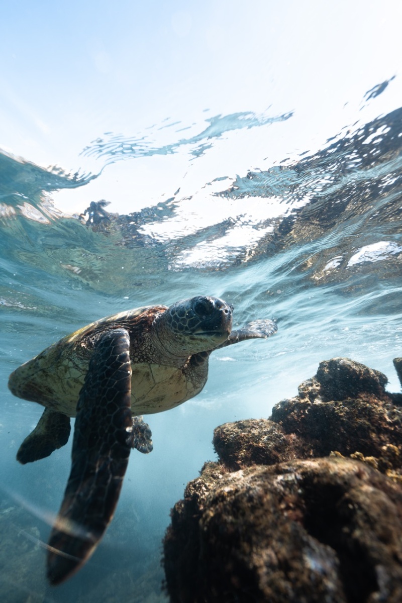 Maui Turtle